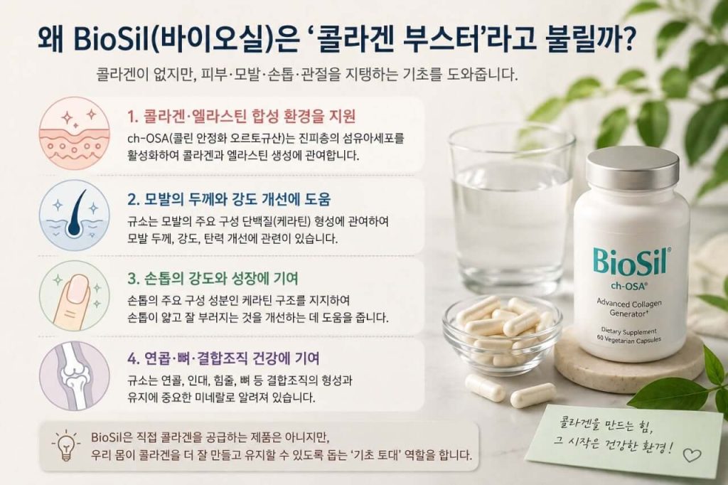 바이오실 콜라겐 부스터가 피부 모발 손톱 결합조직과 관련된 이유를 설명한 이미지