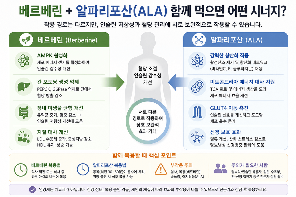 베르베린과 알파리포산 ALA의 작용 경로와 혈당·인슐린 감수성 관련 역할을 비교한 인포그래픽